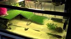 tortue eau douce aquarium tout ce qu il faut pour avoir des tortue d eau tortue eau douce aquarium tout ce qu il faut pour avoir des tortue d eau