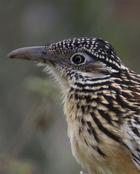 Lesser RoadRunner 的图像结果