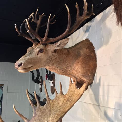 NEW ZEALAND RED STAG HEAD AND HORN WALL MOUNT, 38'' TIP TO TIP - Able ...