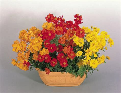 Cosmos Cosmic Mix Flower Seeds | Buy Online India – ChhajedGarden.com