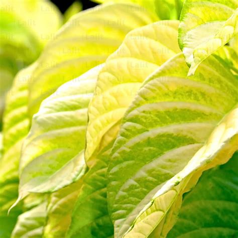 Pisonia Alba Golden "Birdcatcher" - Plant – Lalit Enterprise