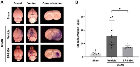 The Therapeutic Effects of SP-8356, a Verbenone Derivative, with ...