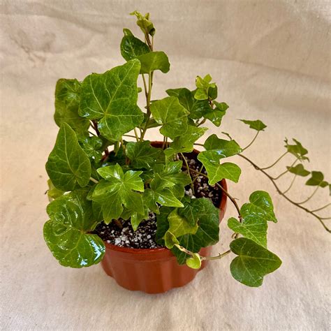 English Ivy Indoor Plant – Shop in Egypt – Kaynuna.co