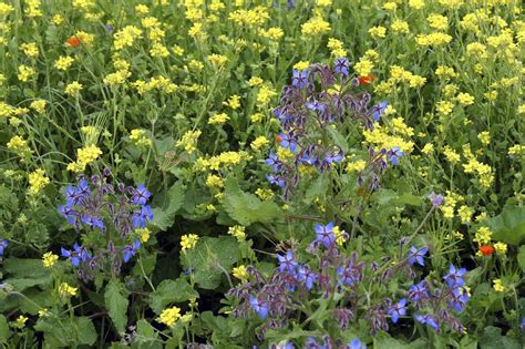 Borage And Companion Planting: Using Borage As A Companion Plant ...