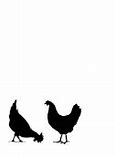 Image result for Australorp Baby Chickens