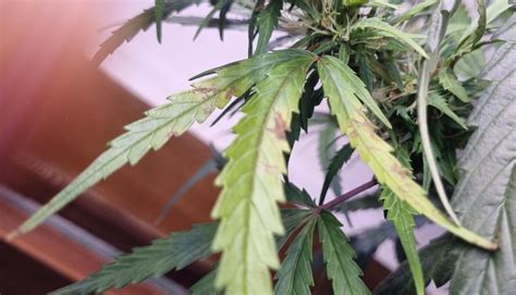 Fear of mold grow question by Pechu420 - GrowDiaries