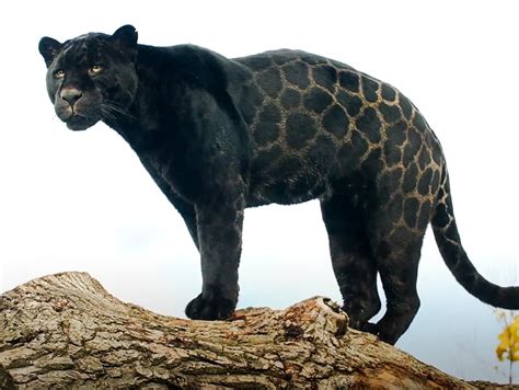 Image result for JavaScript Timeline Meme