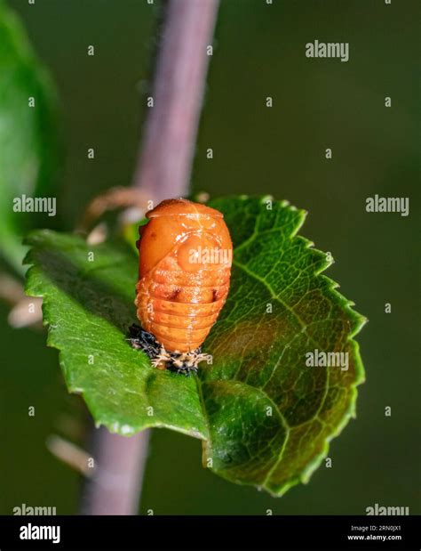 Low angle closeup shot showing the pupa of a ladybug on a green leaf ...