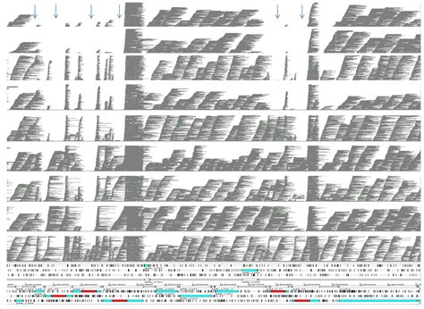 An Emerging Tick-Borne Disease of Humans Is Caused by a Subset of ...