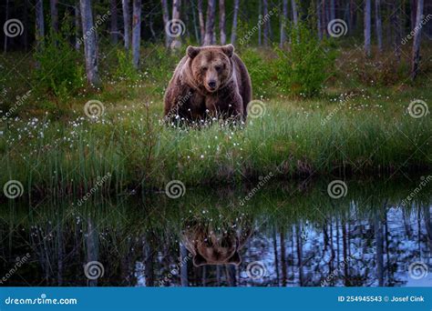 The Brown Bear is the Largest Predator in Europe Stock Image - Image of beautiful, swamp: 254945543