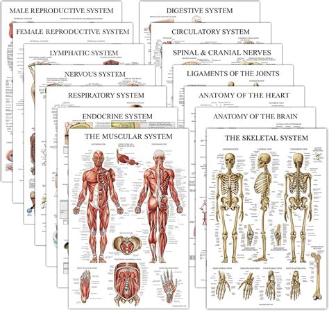 14 Pack Anatomical Posters Laminated Muscular Skeletal Digestive ...