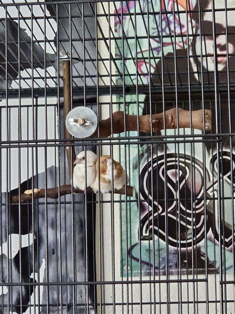 Society finches pair