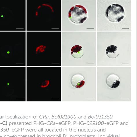 Pcambgfp Vector Map 的图像结果