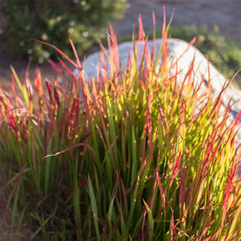 Japanese Blood Grass for Sale Online - The Greenhouse