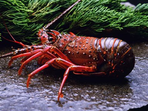 animals, Lobsters, Crustaceans Wallpapers HD / Desktop and Mobile ...