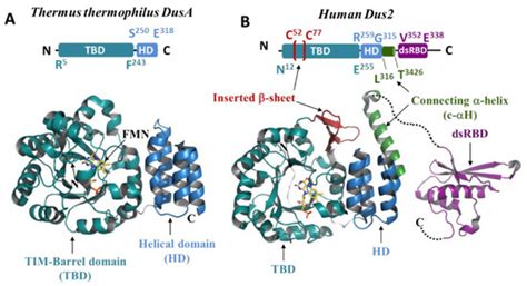 Biomolecules | Special Issue : Protein Structure Prediction with AlphaFold