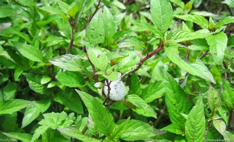 [ReBlog] A Soap Foam like bug: Spittlebug