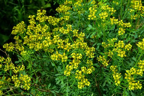 Rue Plant Rue (Ruta Graveolens) Seeds GardenShaman.eu Your