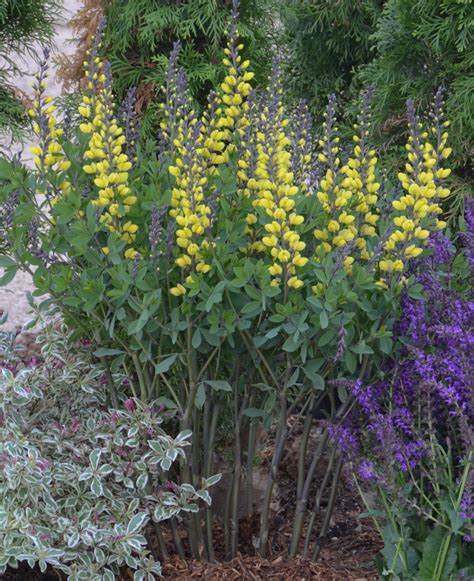 Baptisia australis 'Decadence Lemon Meringue' | Hayloft