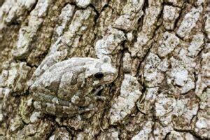 Ejemplos de animales camuflados – Ejemplos.in