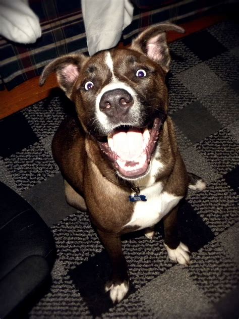 Queensland Heeler And Pitbull Mix - Plabor