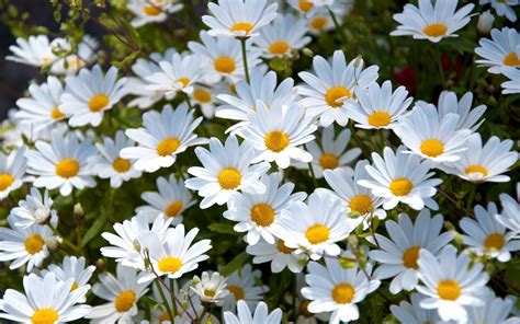Daisies white wallpaper | 2560x1600 | #29863