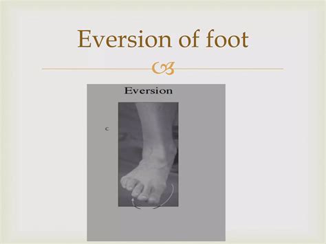 Evertor and invertor of foot | PPTX