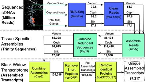 Image result for De Novo Transcript Assembly