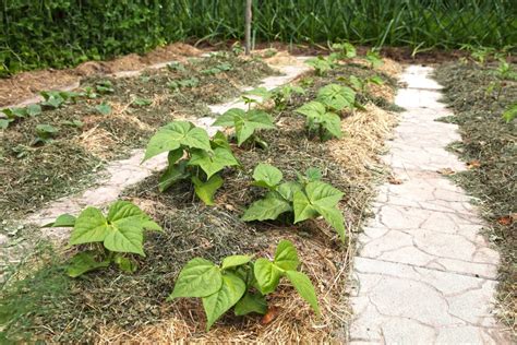 No-Till Gardening Techniques 的图像结果