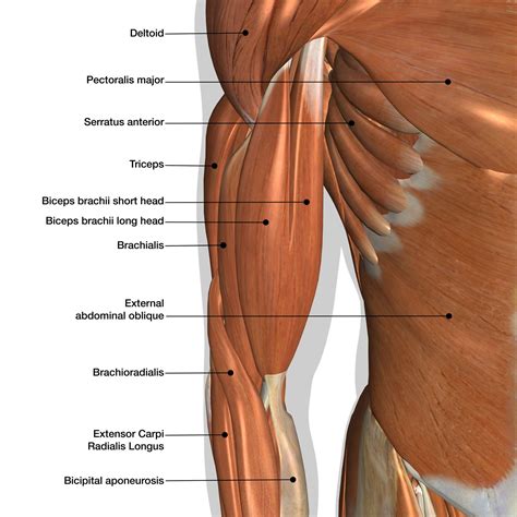 Difference Between Triceps And Biceps