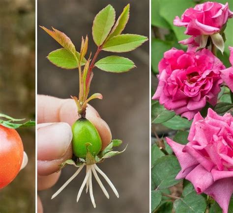 Image result for How to Propagate Roses Using Potatoes
