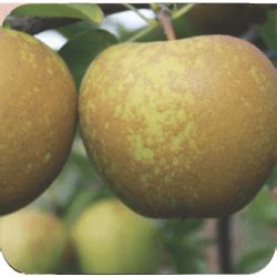 The KING MAKER - Promalin® - Promalin® Helps Shape Success for Apple ...