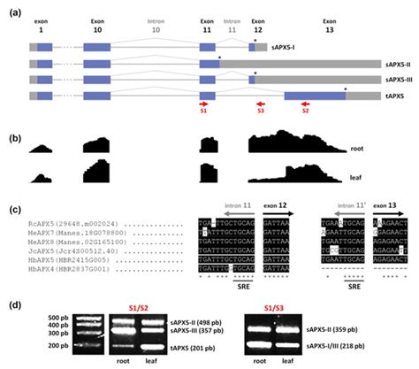 Ascorbate-Glutathione Cycle Genes Families in Euphorbiaceae ...