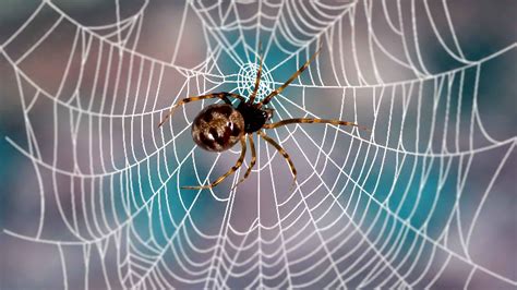 8 Spiders That Look Like Black Widows (ID with Pictures)