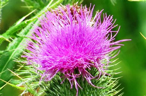 National Flower of Scotland, The Scottish Thistle