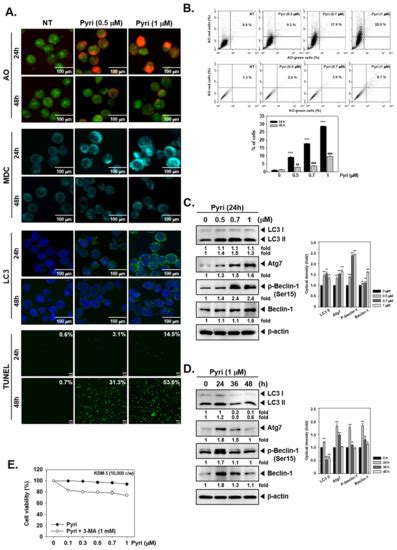 Pyrimethamine Modulates Interplay between Apoptosis and Autophagy in ...