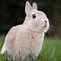 Image result for Cute Baby Bunny Images