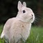 Image result for Midday Cute Little Bunny