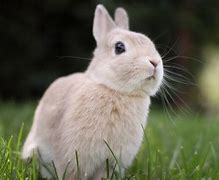 Image result for Really Cute Baby Bunny