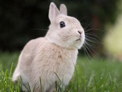 Image result for Too Cute Fluffy Bunnies
