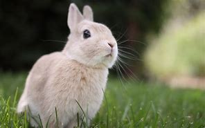 Image result for Beautiful Baby Bunnies