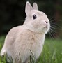 Image result for Adorable Fluffy Baby Bunnies