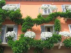 terrazzo fiorito tutto l anno piante per avere un balcone fiorito tutto l anno cerca terrazzo fiorito tutto l anno piante per avere un balcone fiorito tutto l anno cerca