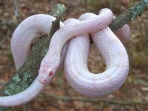 你见过天生紫色的蛇吗？大自然的宠儿，一条未成年王蛇！【爬行的小鑫哥哥】 - YouTube