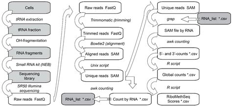 Next‐Generation Sequencing‐Based RiboMethSeq Protocol for Analysis of ...