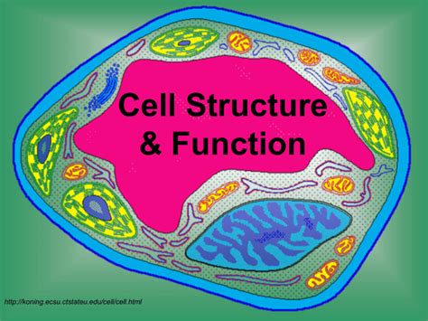 Cell Structure and Function Animation 的图像结果