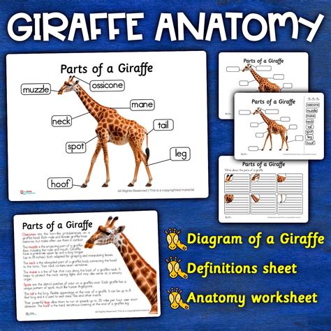 Diagrama De Dentes De Girafa