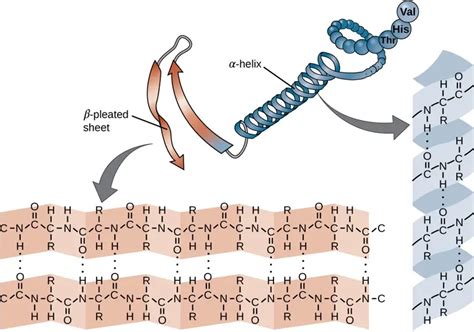 Image result for Protein Structure Types
