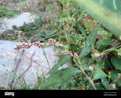 spotted lady's thumb (Persicaria maculosa) Plantae Stock Photo - Alamy