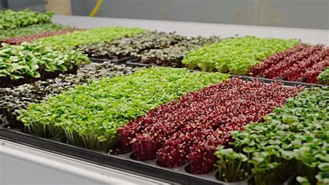 THIS FESTIVAL OF HARVEST - HARVEST YOUR OWN FOOD — Plan A Plant